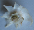 /products/coralliophila-abbreviata-lamarck-1816/