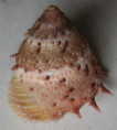 /products/bolma-persica-dall-19071/