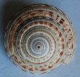 /products/architectonica-maxima-philippi-1849/
