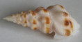 /products/neodrillia-enna-dall-1918-/