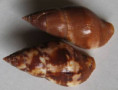 /products/pisania-tritonoides-reeve-1846/
