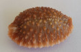 /products/cypraea-granulata-pease-w-h-18623/