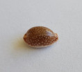 /products/cypraea-semiplota-mighels-1845/