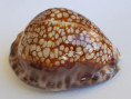 /products/cypraea-maculifera-schilder-19322/