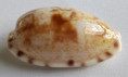 /products/cypraea-alisonae-burgess-1983/