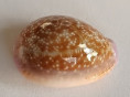 /products/cypraea-helvola-hawaiensis-1-melvill-1888/