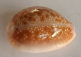 /products/cypraea-helvola-hawaiensis-2-melvill-1888/