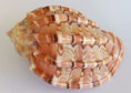 /products/harpa-major-roding-1798/