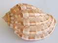 /products/harpa-major-f-conoidalis-lamark-jbpa-de-18431/