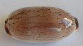 /products/cypraea-isabella-controversa-gray-18243/