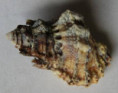 /products/bursa-bufonia-gmelin-17911/