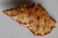 /products/bursa-awatii-1-korrigania-h-c-ray-1950/