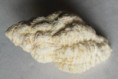 /products/coralliophila-meyendorffii-calcara-1845/