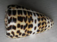 /products/conus-eldredi-morrison-1955/