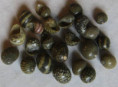 /products/clithon-oualaniensis-2-lesson-1831/
