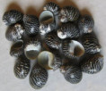 /products/clithon-souleyetanum-recluz-1842/