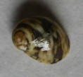 /products/theodoxus-callosus-deshayes-1832/