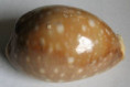 /products/cypraea-vitellus-polynesiae-f-a-schilder-m-schilder-1939/