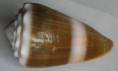 /products/conus-litoglyphus-lacinulatus-kiener-18452/