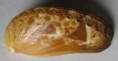 /products/haliotis-asinina-1-linnaeus-1758/