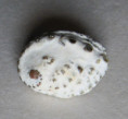 /products/haliotis-jacnensis-reeve-l-a-1846/