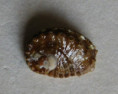 /products/haliotis-jacnensis-6-reeve-l-a-1846/