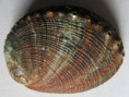 /products/haliotis-fulgens-philippi-18451/