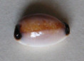 /products/cypraea-gangranosa-reentsii-dunker-1852/