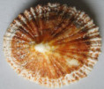 /products/scutellastra-tabularis-krauss-1848/