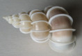 /products/epitonium-scalare-linnaeus-17583/