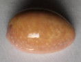 /products/cypraea-poraria-2-linne-1758/