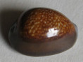 /products/cypraea-caputdraconis-melwill-1888/