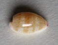 /products/cypraea-minoridens-julianjosephi-lorenz-2017-new-subspecies/