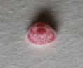 /products/trivia-antillarum-schilder-f-a-1922/