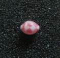 /products/purpurcapsula-exigua-1-mighels-1845/