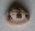 /products/trivia-pediculus-linne-17581/