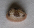 /products/trivia-pediculus-linne-1758/