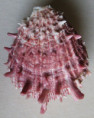 /products/spondylus-gaederopus-linnaeus-17581/