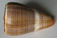 /products/conus-finkli-petuch-1987/