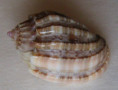 /products/harpa-amouretta-crassa-krauss-1848/