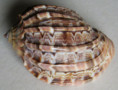 /products/harpa-queenslandica-berschauer-petuch-20152/