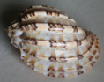/products/harpa-articularis-lamarck-j-b-p-18222/