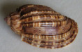 /products/harpa-articularis-lamarck-j-b-p-1822/