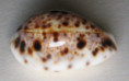 /products/cypraea-lynx-linnaeus-17586/