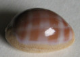 /products/cypraea-propinqua-pinguis-lorenz-2017/