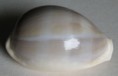 /products/cypraea-camelopardalis-perry-18111/