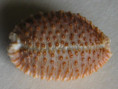 /products/cypraea-granulata-pease-w-h-18622/