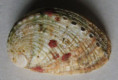 /products/haliotis-scalaris-leach-1814/