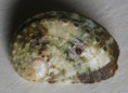 /products/haliotis-unilateralis-lamarck-1822/