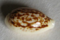 /products/cypraea-coxeni-cox-1873/